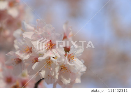 青空に映える満開の桜 青空に映える満開の桜 111432511