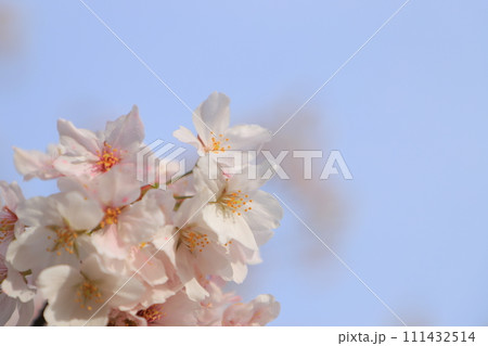 青空に映える満開の桜 青空に映える満開の桜 111432514