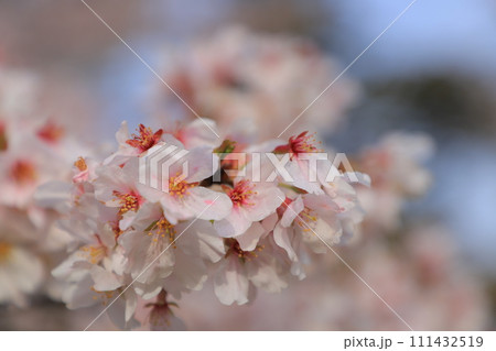 青空に映える満開の桜 青空に映える満開の桜 111432519