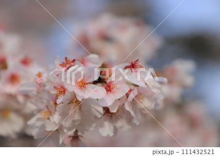 青空に映える満開の桜 111432521
