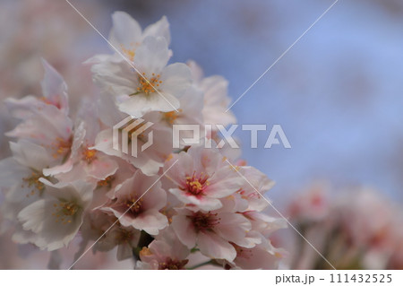 青空に映える満開の桜 111432525