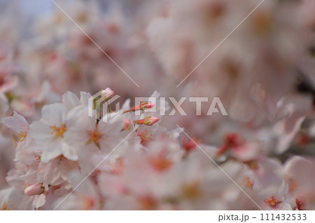 青空に映える満開の桜 青空に映える満開の桜 111432533