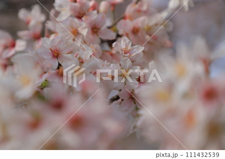 青空に映える満開の桜 111432539