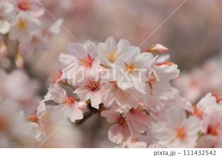 青空に映える満開の桜 青空に映える満開の桜 111432542