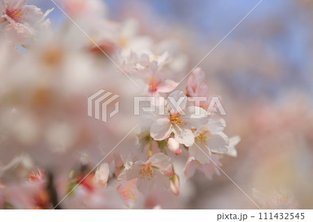 青空に映える満開の桜 青空に映える満開の桜 111432545