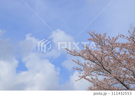青空に映える満開の桜 111432553