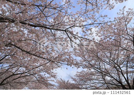 青空に映える満開の桜 青空に映える満開の桜 111432561