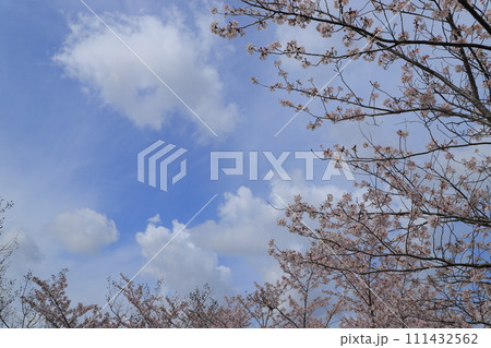青空に映える満開の桜 111432562