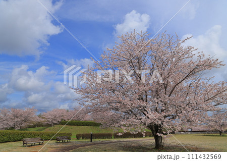 青空に映える満開の桜 111432569