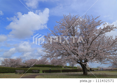 青空に映える満開の桜 111432571
