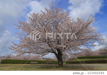 青空に映える満開の桜 青空に映える満開の桜 111432583