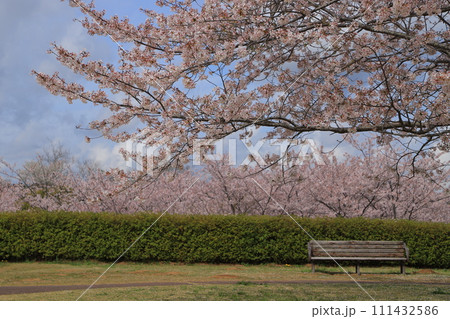 青空に映える満開の桜 111432586