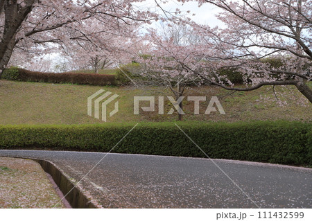 青空に映える満開の桜 青空に映える満開の桜 111432599