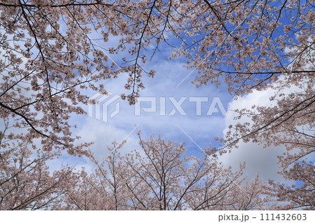 青空に映える満開の桜 111432603