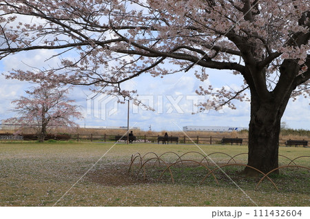 青空に映える満開の桜 青空に映える満開の桜 111432604