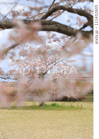 青空に映える満開の桜 青空に映える満開の桜 111432605