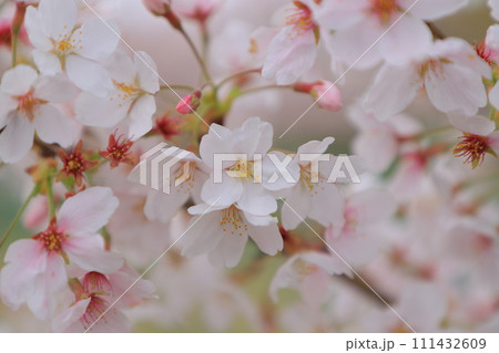 青空に映える満開の桜 111432609