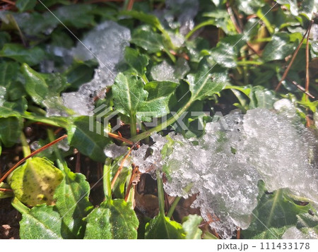 雪の下から顔を出した植物 111433178
