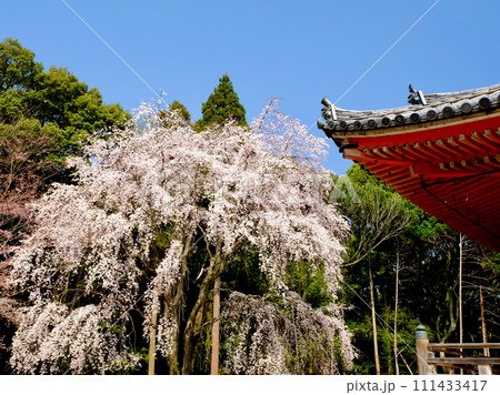 醍醐寺の枝垂れ桜 醍醐寺の枝垂れ桜 111433417