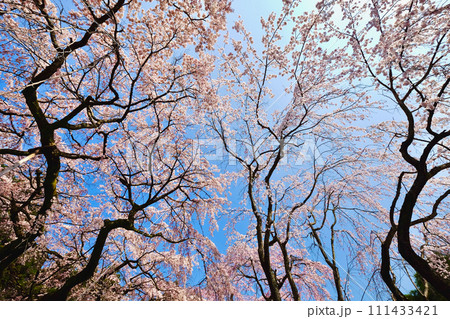 醍醐寺の枝垂れ桜 111433421