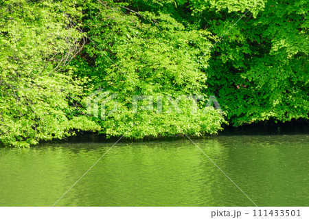杜の都　仙台の新緑　水の森公園 111433501