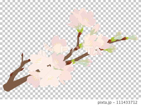 櫻花樹枝的向量圖-插圖素材 [111433712] - PIXTA圖庫