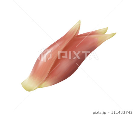 ミョウガのリアルな水彩イラスト ミョウガのリアルな水彩イラスト 111433742