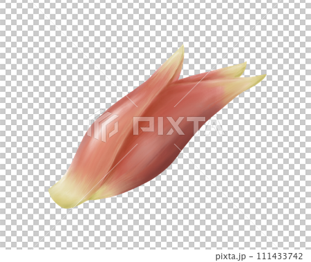 ミョウガのリアルな水彩イラスト ミョウガのリアルな水彩イラスト 111433742