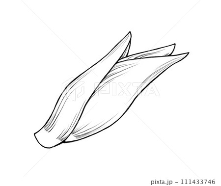 ミョウガの線画イラスト 111433746