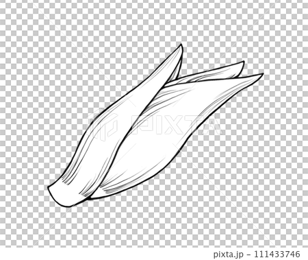 Line drawing illustration of Japanese ginger Line drawing illustration of Japanese ginger 111433746