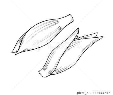 ミョウガの線画イラストセット 111433747
