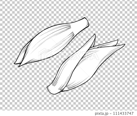 Ginger line drawing illustration set Ginger line drawing illustration set 111433747