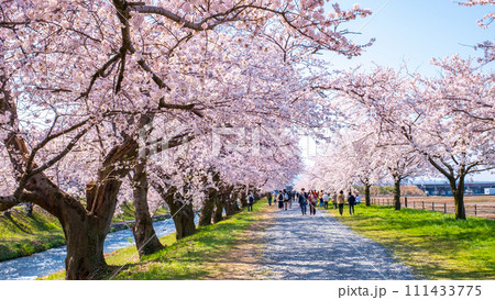 あさひ舟川の桜並木 111433775