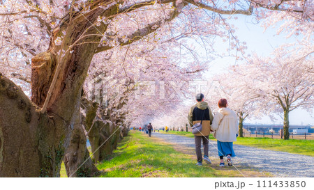 あさひ舟川の桜並木（ソフトフォーカス） 111433850