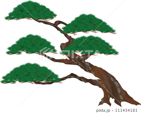 日本風。松の古木のベクターイラスト 日本風。松の古木のベクターイラスト 111434181