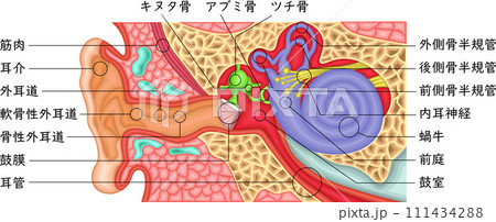 耳　構造　イラスト　日本語 111434288
