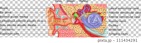 耳朵結構圖解英文 111434291