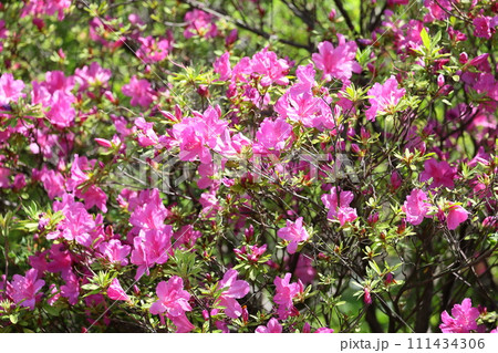満開のツツジ 111434306