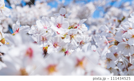 満開の桜 111434525