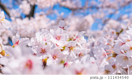 満開の桜 111434540