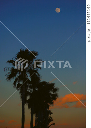 ヤシの木と月のある夕景 ヤシの木と月のある夕景 111435149