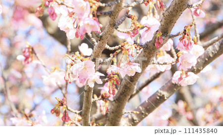 青空を背景に咲く河津桜 111435840