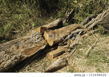 Tree stump in the forest. Uprooting of stumps in the woods. A stump with its roots torn out of the ground. Tree stump in the forest. Uprooting of stumps in the woods. A stump with its roots torn out of the ground. 111436020