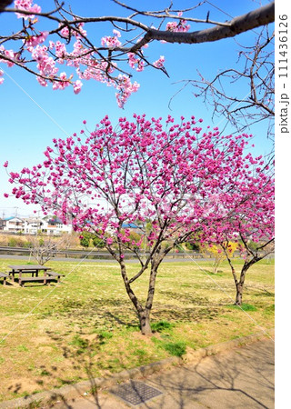千葉市花見川区　青空と美しい桜 111436126