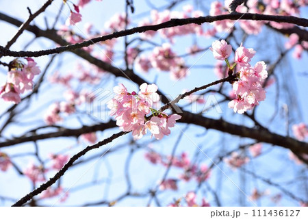 千葉市花見川区 青空と美しい桜 千葉市花見川区 青空と美しい桜 111436127