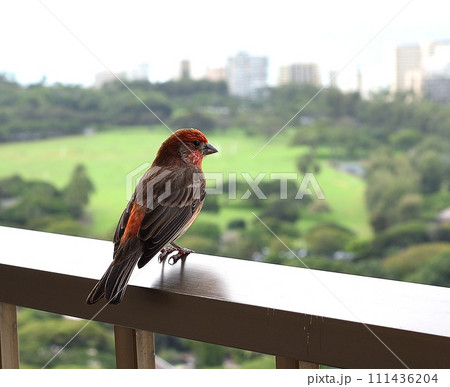 ホテルのバルコニーにて ホテルのバルコニーにて 111436204