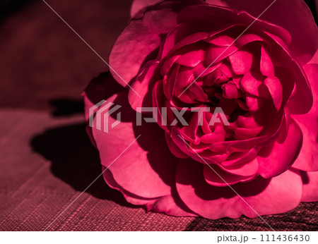 Red rose flower petals. Soft focus, abstract floral background. Macro flowers backdrop for holiday design 111436430