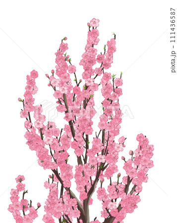 ハナモモ 111436587