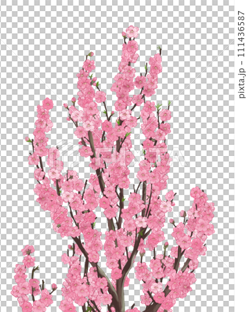 ハナモモ 111436587