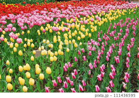 チューリップの花壇 111436595